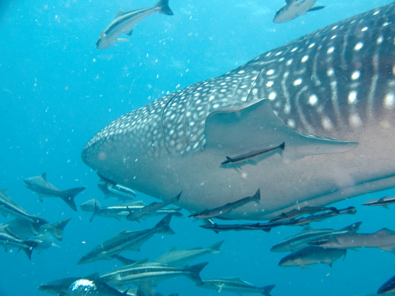 Southwest Pinnacle, Whale Shark